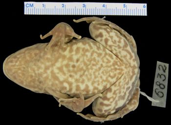 Media type: image; Herpetology A-6832